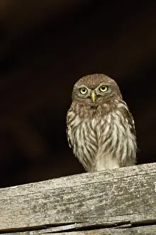 Rusenski: Little Owl