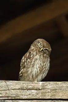 Rusenski: Little Owl