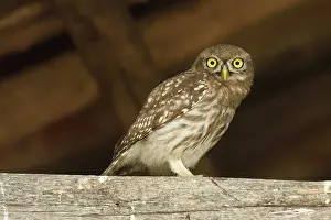 Rusenski: Little Owl