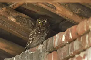 Rusenski: Little Owl