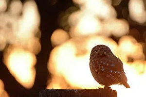 Ijsseldelta: Little Owl