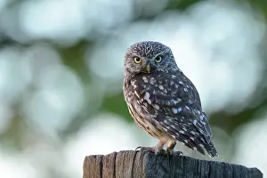 Zalk: Little Owl