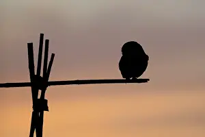 Zalk: Little Owl