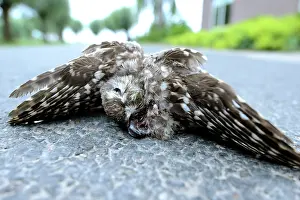 Accident: Little Owl