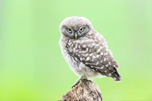 Antwerpen: Little Owl