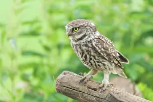 Antwerpen: Little Owl