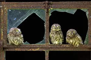 Owlet: Little Owl