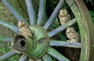 Owlet: Little Owl