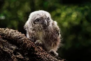 Nestling: The little Owl