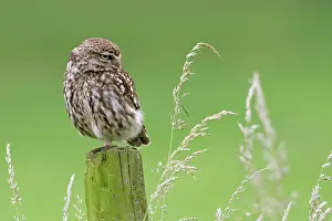 Haaksbergerveen: Little Owl