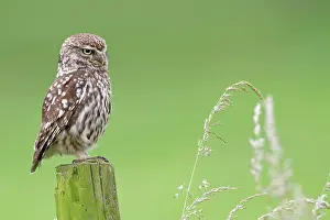Haaksbergerveen: Little Owl