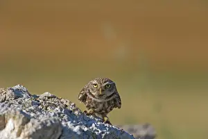 Perced: The little Owl