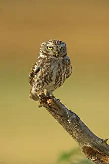 Perced: The little Owl