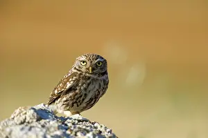 Perced: The little Owl