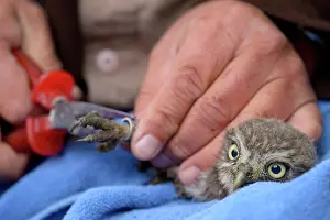 Kampen: Little Owl
