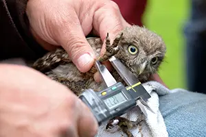 Measuring: Little Owl