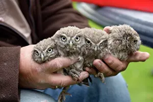 Kampen: Little Owl