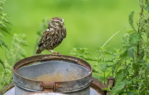 Achterhoek: Little Owl