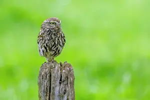 Achterhoek: Little Owl