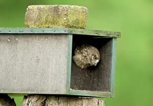 Peeping: Little Owl