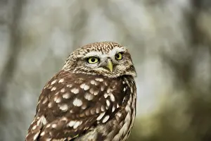 Zeeland: Little Owl