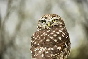 Zeeland: Little Owl