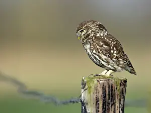 Athene: The little Owl