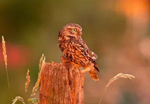 Athene: The little Owl
