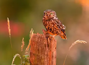 Athene: The little Owl