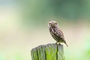 Perching: Little Owl