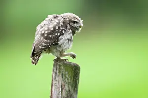 Level: Little Owl