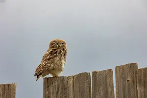 Rapace: Little Owl