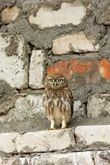 Rapace: Little Owl