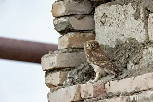 Rapace: Little Owl