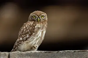 Oiseau: Little Owl