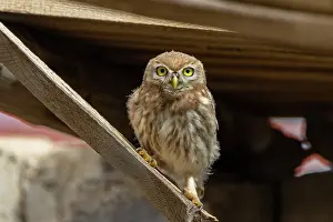 Oiseau: Little Owl