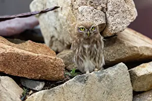 Oiseau: Little Owl