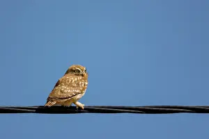 Oiseau: Little Owl