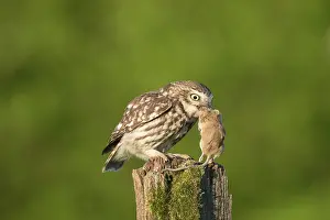 Athene: Little Owl - adult bird with mouse prey standing