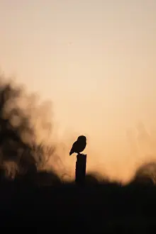 Rotten: Little Owl - adult bird standing on a rotten post