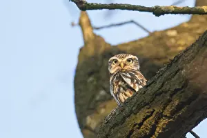 200617: Little Owl - adult owl perched on branch - Germany