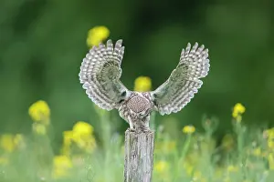 241121: Little Owl - adult owl standing on a post - Germany