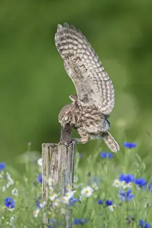 241121: Little Owl - adult owl standing on a post - Germany