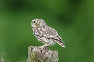 241121: Little Owl - adult owl standing on a post - Germany
