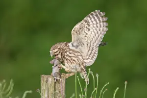 241121: Little Owl - adult owl standing on a post - Germany