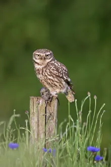 241121: Little Owl - adult owl standing on a post - Germany