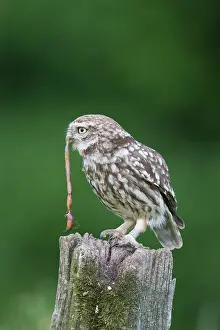 241121: Little Owl - adult owl with worm prey standing on