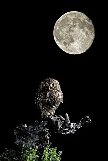 Fairytale: Little Owl - Adult perched on a branch looking at