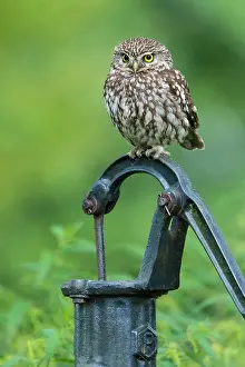 Noctua: Little owl, Athena noctua