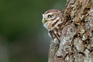 Holes: Little owl (Athena noctua) peeking from his hole, England